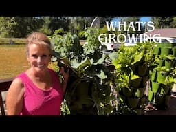 Green Stalk  Update & Green House Tour