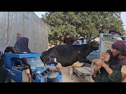 Sajjad’s Hardest Day in the Mountains! Moving the Cows from Village to Nature