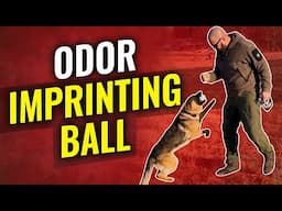 Intro to Nose Work with Your Dog: Odor Imprinting Ball Tutorial"