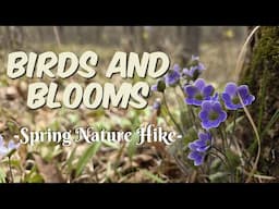 Spring Woodland Hike #nature #hiking #forest