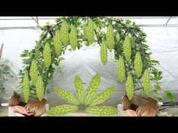 Experimenting with hydroponic bitter melon cultivation and the results were surprising