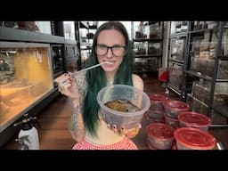 LIVE: feeding baby scorpions | weekly webcast