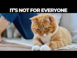 When Your CAT ALLOWS This, It Means a DEEP BOND!