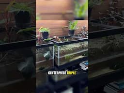 Exploring Aquatic Paradise Low Maintenance Triple Paludarium #housplants #terrarium #aquarium #fish