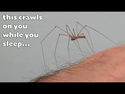Daddy Longlegs Spider Close Encounter -  🛑Arachnophobia 🕷️🕸️