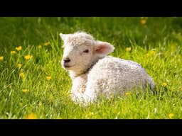 Beautiful Relaxing Hymns, Peaceful Instrumental Music, "Summer Morning Peace" by Tim Janis