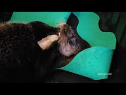 Fluffy Sea Otter Pup Gets Special Care To Survive