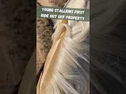 Young Horse Takes His FIRST Solo Trail Adventure!