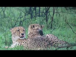 Cheetah bothers grooming
