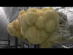 Lions Mane mushroom growing tips - How to get good humidity
