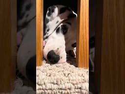 Frida the pooch loves to chit chat #animals #animal #cute #cuteanimals #love