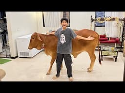 I BUILD SECRET ROOM FOR COW IN MY HOUSE!