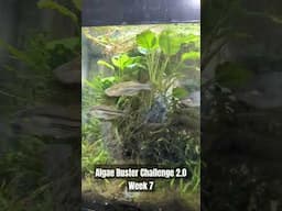 Algae Buster Challenge 2.0 Week 7