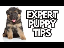 7 Puppy Training Questions + 6 Dog Trainers = Helpful Puppy Tips!
