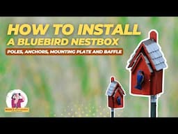 How to Properly Install a Bluebird Nest Box
