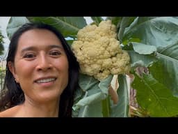 Growing strawberries | King Tower Farm