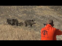 Macera ve adrenalin dolu yaban domuzu avı / New video wildboar hunting!