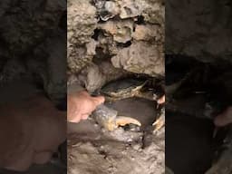 GIANT MUDCRAB: Beware of Sleeping Crab 🦀‼️