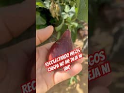#frutas#arbol#finca#campo#casa#hogar#nuevo#rural#familia#familianumerosa#cambio
