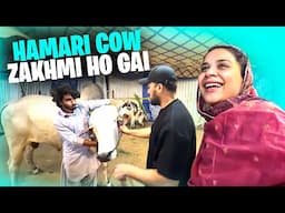 Hamari Cow Zakhmi Hogai 😰 Lagta Hai Nazar Laggai 😭