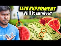 Will It Rotten or Tasty? Watermelon Injection Experiment | Mad Brothers