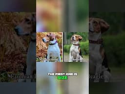 This Dog Looks Like a Beagle… But It’s Not! Meet the Estonian Hound