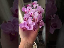 Back to basics. My sister’s beautiful Phalaenopsis orchid. 💕🌱