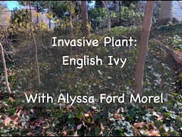 Invasive Plant: English Ivy