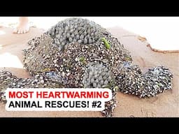Most Heartwarming Animal Rescues! #2