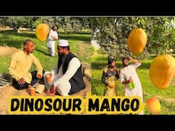 Dinosaur Mango🥭