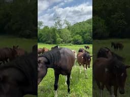 Horse Herd Check In! #horse #Herd #beautiful #wild #equestrianjourney