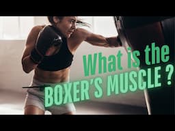How to Train the Boxer's Muscle - Strengthen Your Punches for Muay Thai, Kickboxing, and Boxing