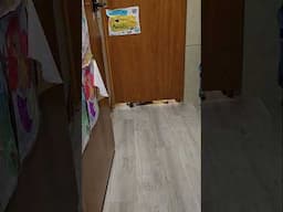My Dog Keeps Spying on Me! #fyp #foryou