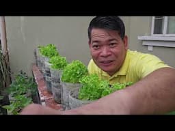 LETTUCE SA BOTE NG MINERAL WATER KO ITINANIM #gardening #farming #vegetables #lettuce