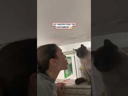 Cat understood the assignment 💀 (🎥: ViralHog)