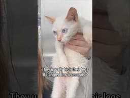 Found wet kitten in a box