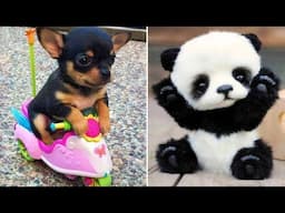 Funniest Animals 2025 😂 Best Funny Cats and Dogs 😻🐶 Part  13 | Cute Baby Dogs