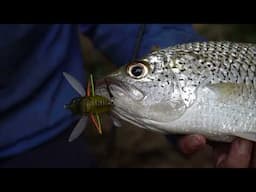 The Hunt for Jungle Perch - Sweetwater Tactics