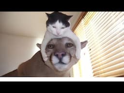 If Cats and Dogs Had a “Try Not to Laugh” Contest 😂 Pt 4