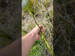 Asparagus Picked In The Wild #mountains #asparagus #foraging #outdoors