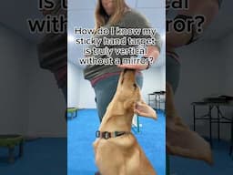 Head Up Heeling: Labrador Training Trick 😂