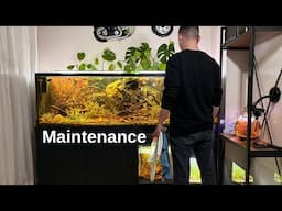 Easy Maintenance for Low Tech Natural Aquariums!