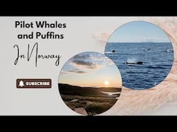 Pilot Whales and Puffins in Norway