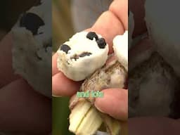 Not too tasty, but brings interest to the summer garden! 🍌🍌🍌 #summertrends #gardeningtips #garden