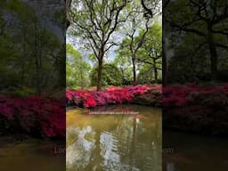 Londons best kept secret is in bloom..