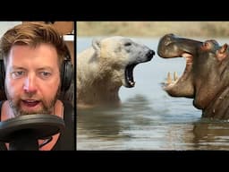 Polar Bear vs Hippo. Who Wins in a Fight?