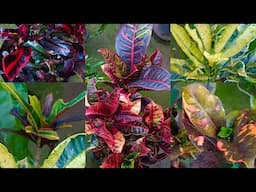 #crotons Como Cultivar Essa Planta/ Atualização