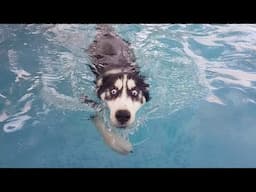 Dogs So Dramatic It’s Hard to Believe 🤪 Funny Animal Videos 2025