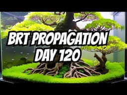 Spring Garden Update! PLUS BRT Propagation : DAY 120 - BONSAI Paludarium Update - - Bonsai-YEAH!
