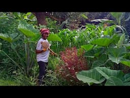 Clearing The Garden: Weeding Corn And Taro.